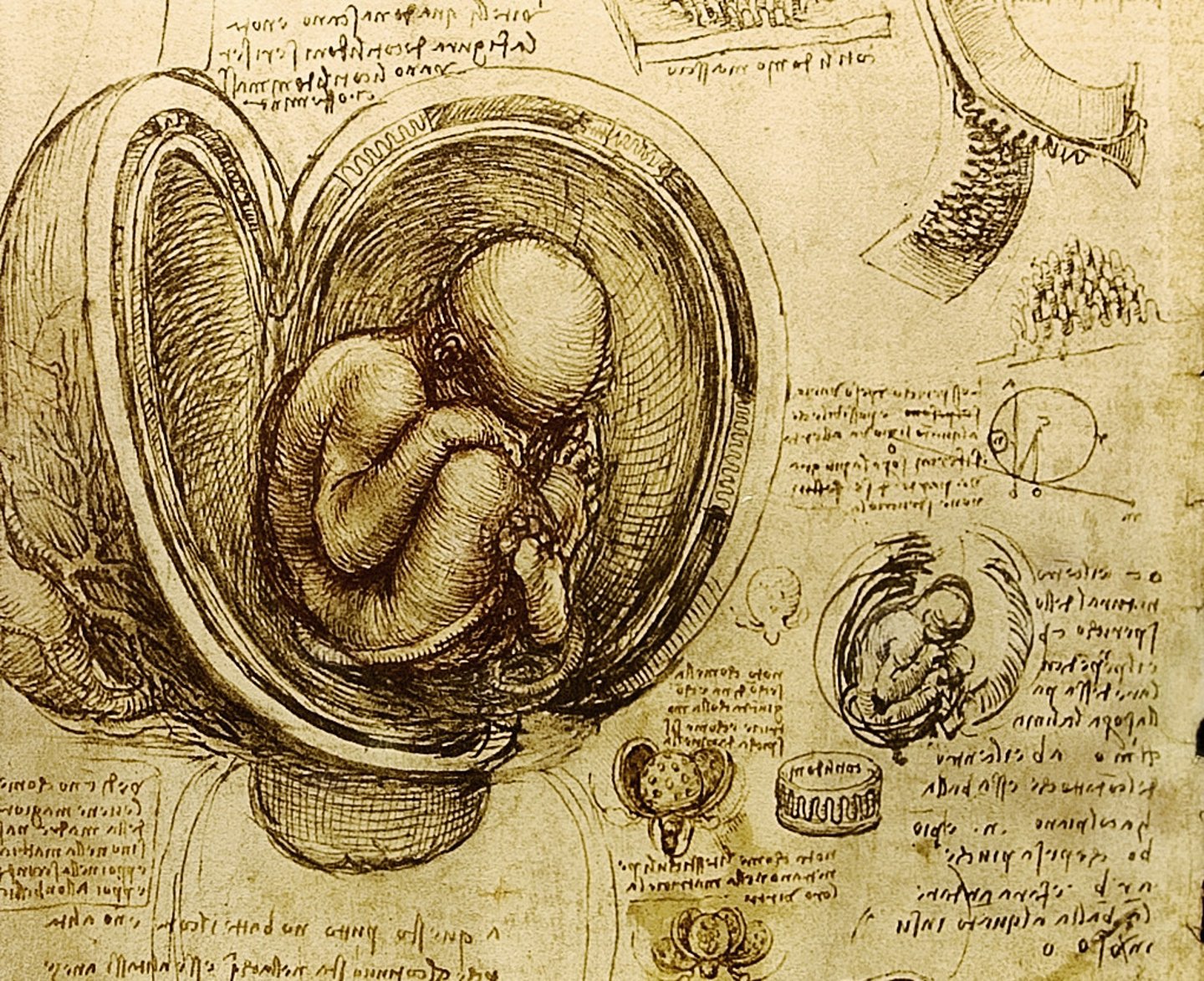 <p>Developing baby from 2-8 weeks</p>
