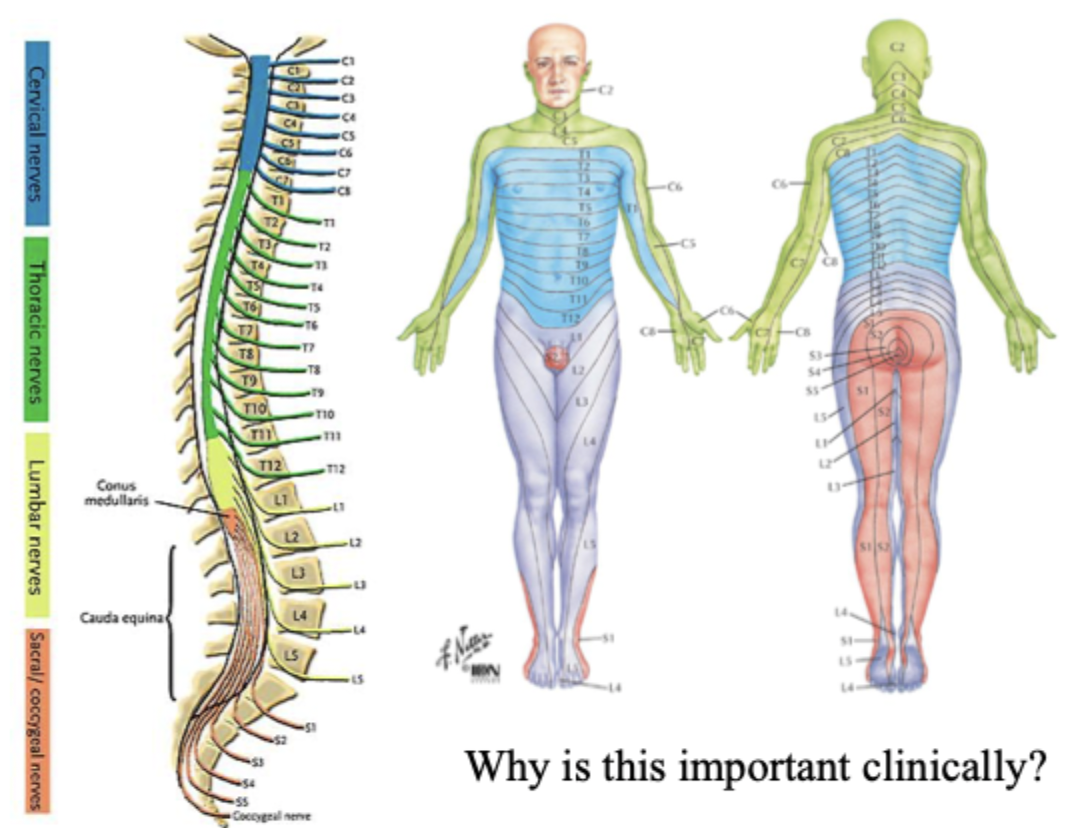 <p>A dermatome is an area of skin that is mainly supplied by a single spinal nerve. A myotome is the group of muscles that a single spinal nerve innervates. </p><p>*NOTE: a peripheral nerve is often comprised of multiple spinal nerves, i.e., several spinal segments contribute axons to a single peripheral nerve. </p>