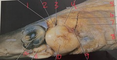 <p>What is #8?</p>