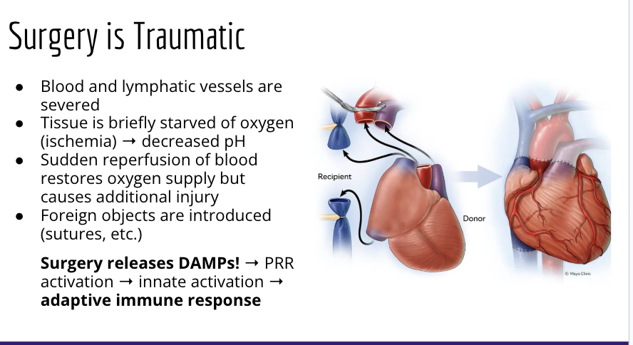<p>during surgery blood and lymphatic vessels are severed = very traumatic</p><ul><li><p>tissue is breifly starved of oxyggen = decrease in ph</p></li><li><p>sudden reprofusion = additionalinjry</p></li></ul><p>results in the relase of DAMPs = prr activation = inate activation = <strong>adaptive immune response to damage </strong></p><p></p>