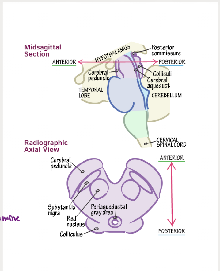 <ul><li><p>connects to the forebrain to the hindbrain</p></li><li><p>regulates movement and aids in processing auditory and visual information</p></li><li><p>components of the midbrain<br>- cerebral aqueduct<br>- midbrain<br>- Tectum- sends signals to lobe<br>- cerebral peduncle<br>- substantia nigra- release of dopamine</p></li></ul><p></p>