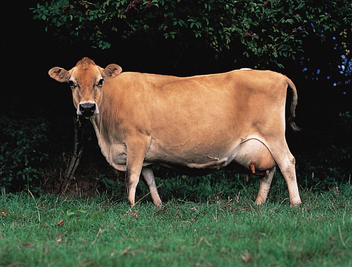 <p>what breed of cow is this</p>