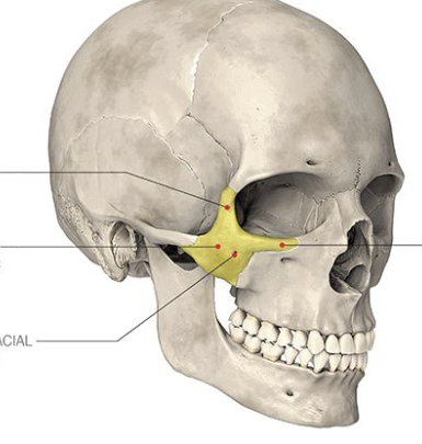 <p><span style="background-color: transparent; font-family: "EB Garamond", serif;"><span>Also called </span><strong><span>malar bones</span></strong><span> or </span><strong><span>cheekbones</span></strong><span>; they form the prominence of the cheeks</span></span></p>
