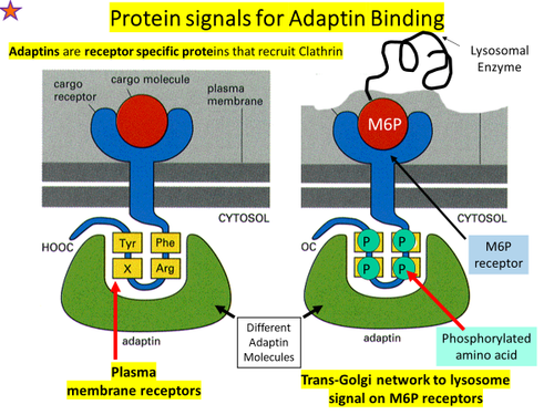 <p>What do adaptins do?</p>