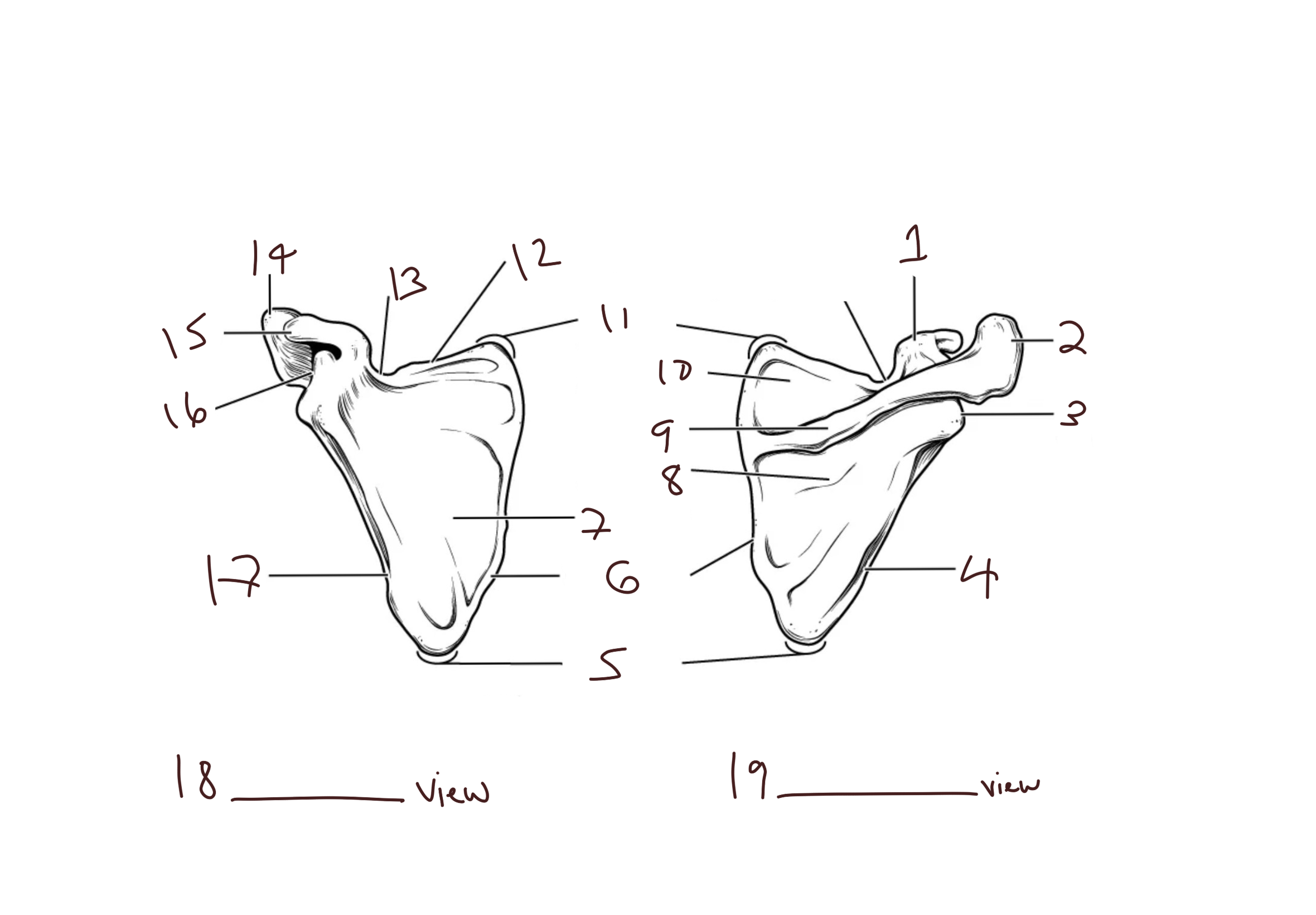 term image