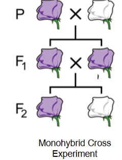 <ul><li><p>Mendel allowed the F<sub>1</sub> generation to self-pollinate to produce F<sub>2</sub> (<strong><u>second filial</u></strong>) generation </p></li><li><p>this was his <strong><u>monohybrid cross</u></strong></p></li></ul><p></p>