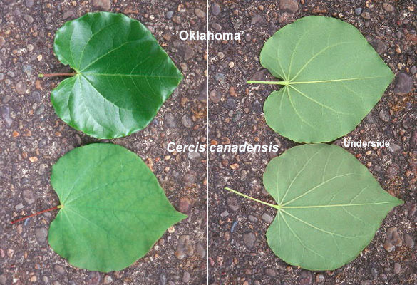<p><u>Cercis canadensis.</u> Oklahoma redbud. Fabaceae</p>