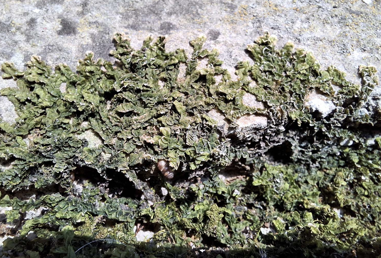 <p>Identificar el briófito</p>
