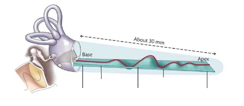 <p>Referring to the following picture, please describe how the frequency of sounds are detected and encoded within Cochlea.</p>