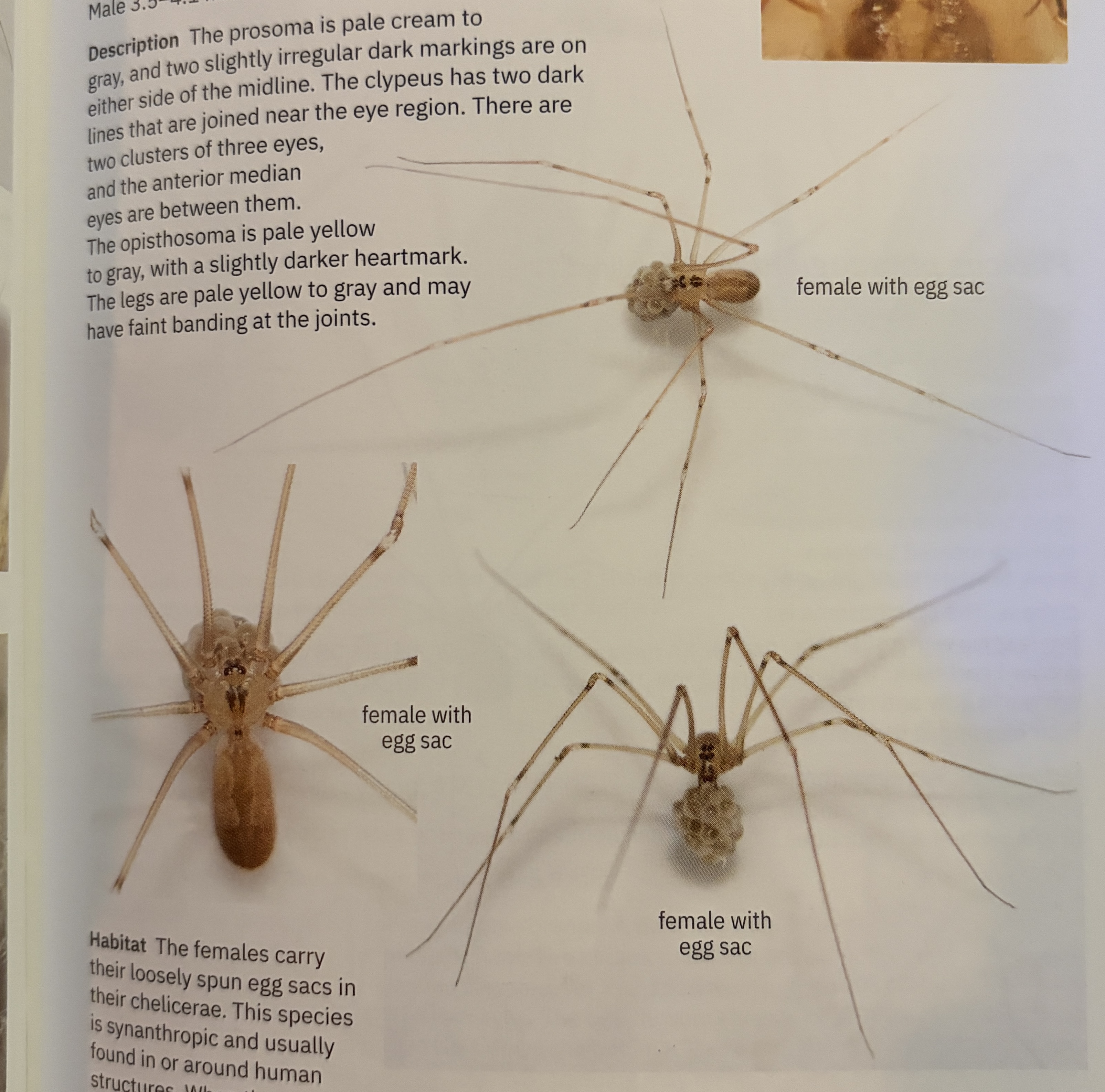 <p>Pholcus manueli</p><p>family: Pholcidae</p>