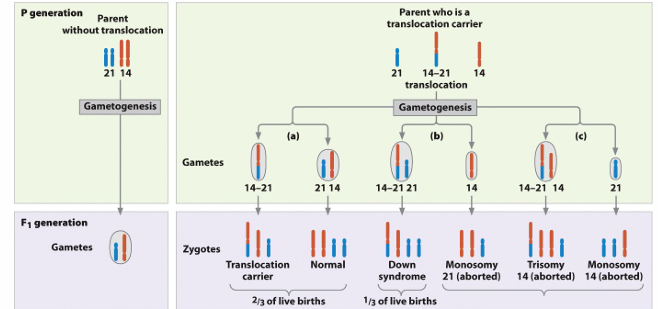 <p>4% of Down Syndrome cases are familial. </p><p>• Chromosome with Robertsonian translocation joining 14 and 21 information</p><p></p>