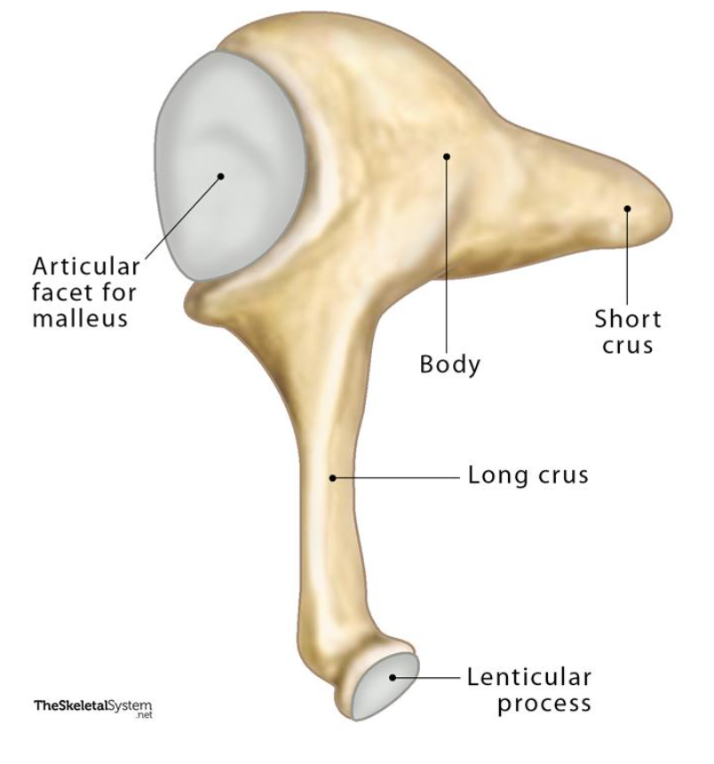 Which bone is this?