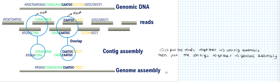 <p>Genome assembly</p>