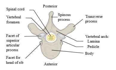 <p>What General Structure of Vertebrae? </p>