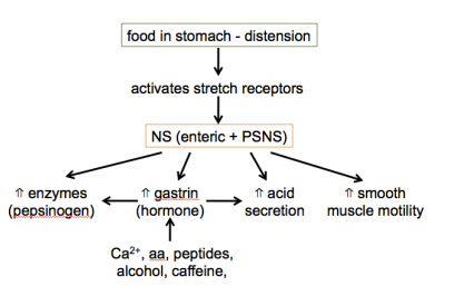 <ul><li><p>food = buffer - ⇓pH slowly; reaches 3 when stomach nearly empty (trigger for stomach)</p></li><li><p>when pH is less than 3</p><ul><li><p>shuts down NS (enteric) which ⇓ acid</p></li><li><p>⇓ gastrin therefore ⇓ acid</p></li></ul></li></ul><p></p>