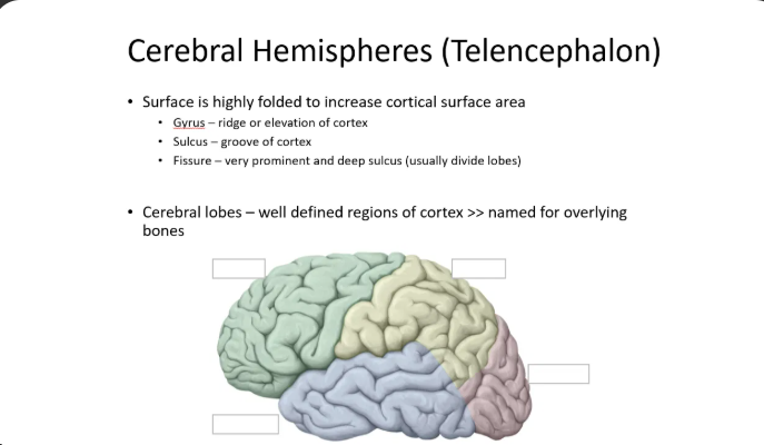 <p><strong>Q:</strong> Name the four cerebral lobes shown on this slide.<br></p>