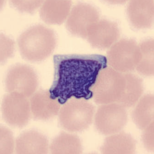 term image