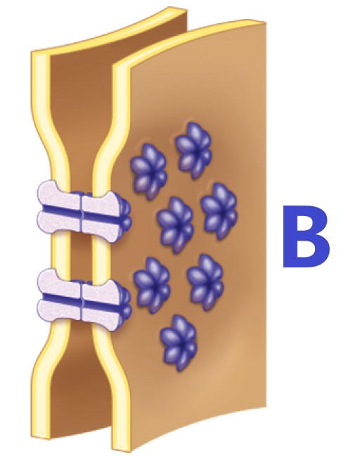 <p>Which is a Desmosome?</p>