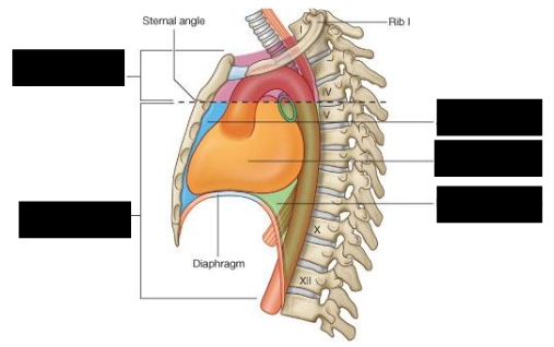 <p>What are the five divisions of the mediastinum?</p>