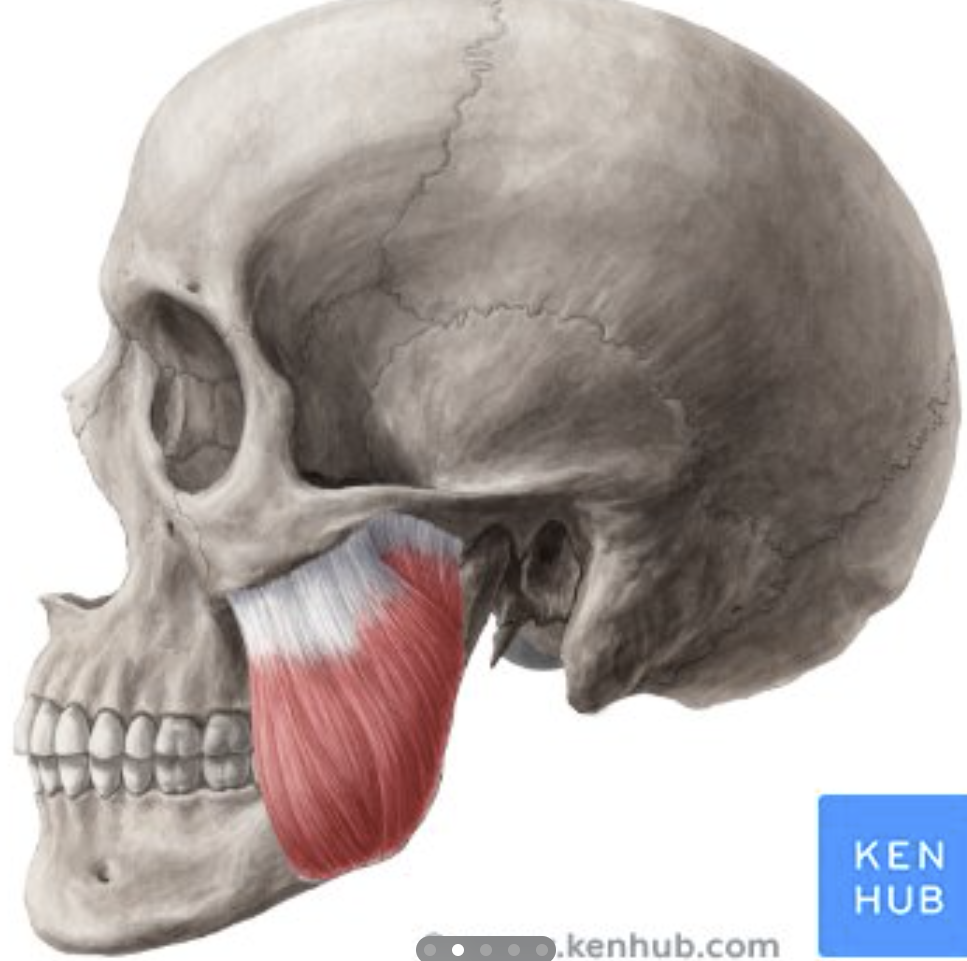 <p>the main muscle used for <strong>chewing</strong>, responsible for <strong>closing the jaw</strong> by lifting the lower jaw (mandible) upward.</p>