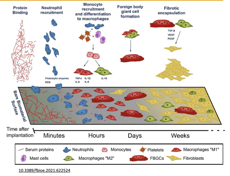 <p>Sequence of events following implantation (FBR)!!!!!!</p>