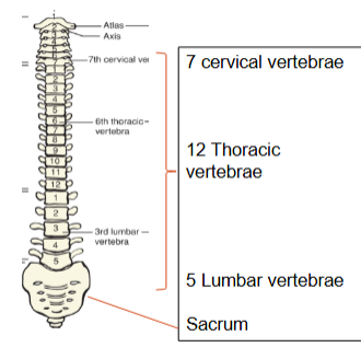 <p>spine~ major bones</p>