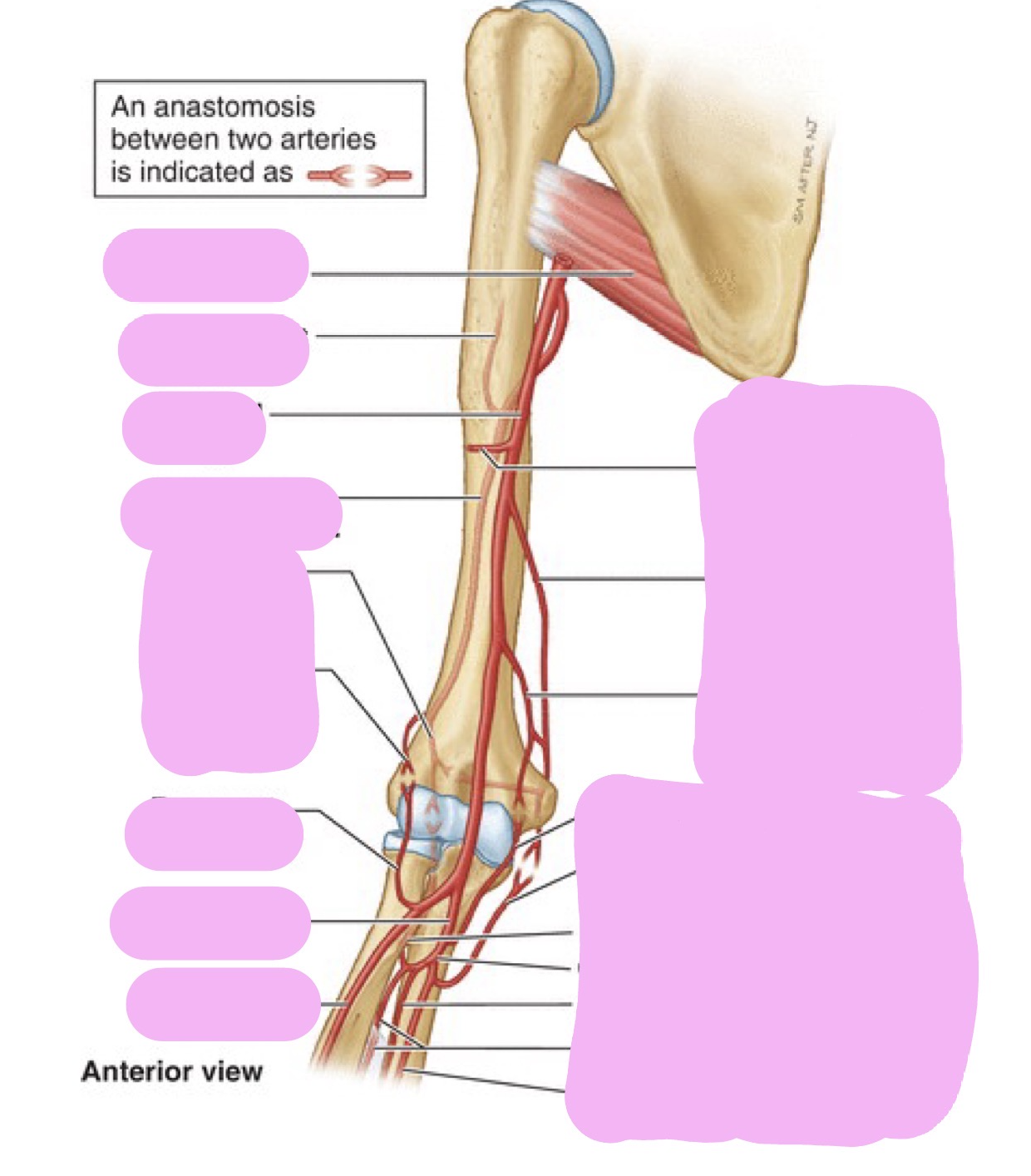 <p>Anastomoses in the Limbs</p>