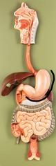 <p>Identify this side.</p>