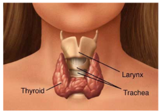 <ul><li><p>primary gland responsible for regulating metabolism in the body</p></li><li><p>butterfly-shaped gland (two lobes, one on either side of the trachea) located directly below the larynx (voice box)</p></li><li><p>two hormones produced:</p><ul><li><p>thyroxine (T4)</p></li><li><p>calcitonin</p></li></ul></li></ul><p></p>