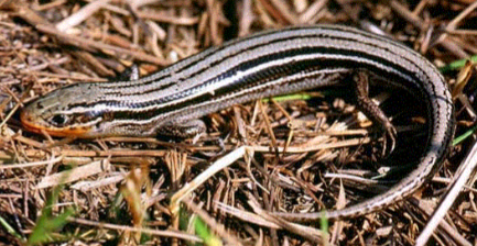 <p>Prairie Skink (<em>Plestiodon septentrionalis</em>)</p>