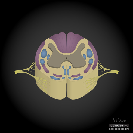 <p>what is shown in this image</p>