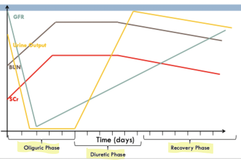 <ul><li><p><strong>Oliguric Phase</strong></p><ul><li><p>decrease in GFR, Urine output (first to drop)</p></li><li><p>increase in BUN, SCr</p></li></ul></li><li><p><strong>Diuretic Phase</strong></p><ul><li><p>Improvement → urine output unproportionately increase compared to GFR increase</p></li></ul></li><li><p><strong>Recovery Phase</strong></p><ul><li><p>return to normal function over days</p></li></ul></li></ul><p></p>