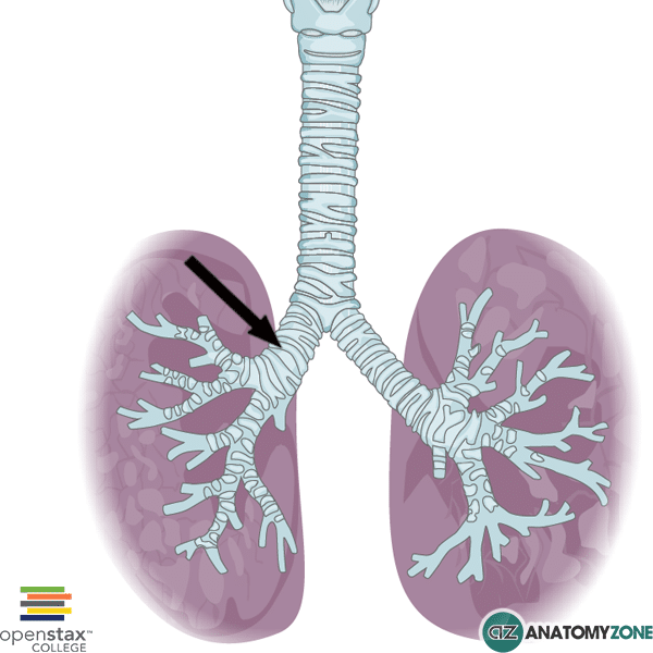 <p><span style="background-color: transparent;"><strong>Aspiration:</strong> If a patient accidentally inhales a foreign object (like a peanut), it is most likely to lodge in the <strong>Right Main Bronchus</strong> because it is wider, shorter, and more vertical than the left.</span></p>