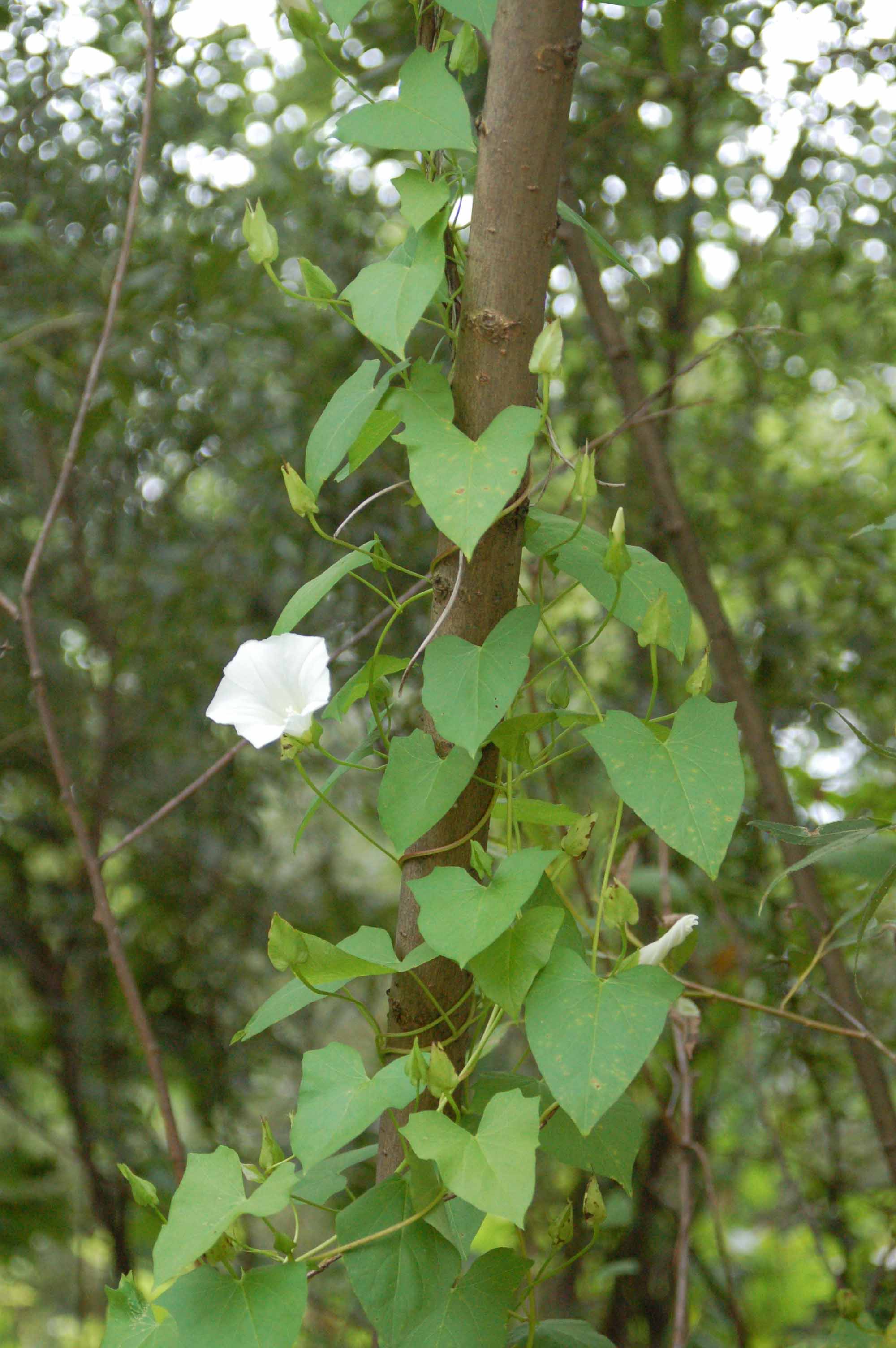 <p>Klasa <strong>ARTEMISIETEA VULGARIS </strong><span style="line-height: 22px;">związek<strong> <em>Convolvuletalia sepium</em></strong>&nbsp;+ </span><span>Klasa </span><strong>SALICETEA PURPUREAE (łęgi wierzbowo-topolowe)</strong></p>