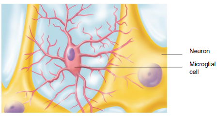 <ul><li><p>mall, ovoid cells with thorny processes that touch and monitor neurons</p></li><li><p>Migrate toward injured neurons</p></li><li><p>Can transform to phagocytize microorganisms and neuronal debris</p></li></ul><p></p>