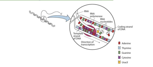 <p>This is the formation of a mRNA strand</p><p>RNA polymerse reads the templete DNA strand </p>