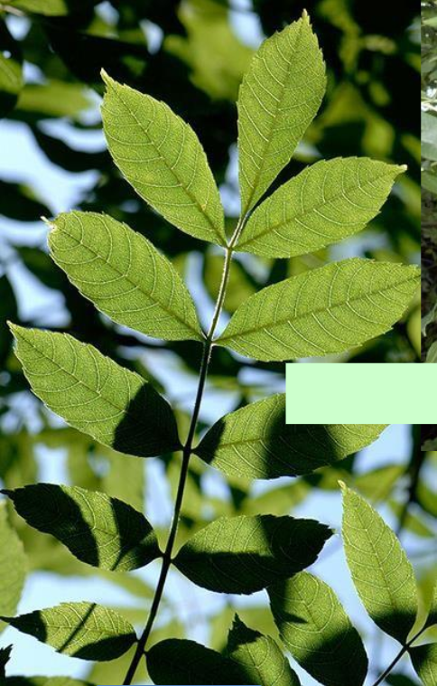<p>Beech</p>