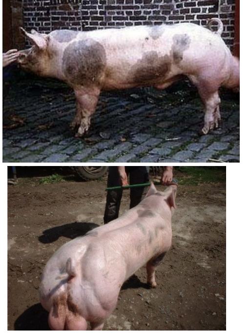 <ul><li><p>origin: pietrain, belgium</p></li><li><p>white with black spots</p></li><li><p>erect ears</p></li><li><p>medium size</p></li><li><p>quick maturing and slow growing</p></li><li><p>they have a stress gene that causes eating and production problems</p></li></ul><p></p>