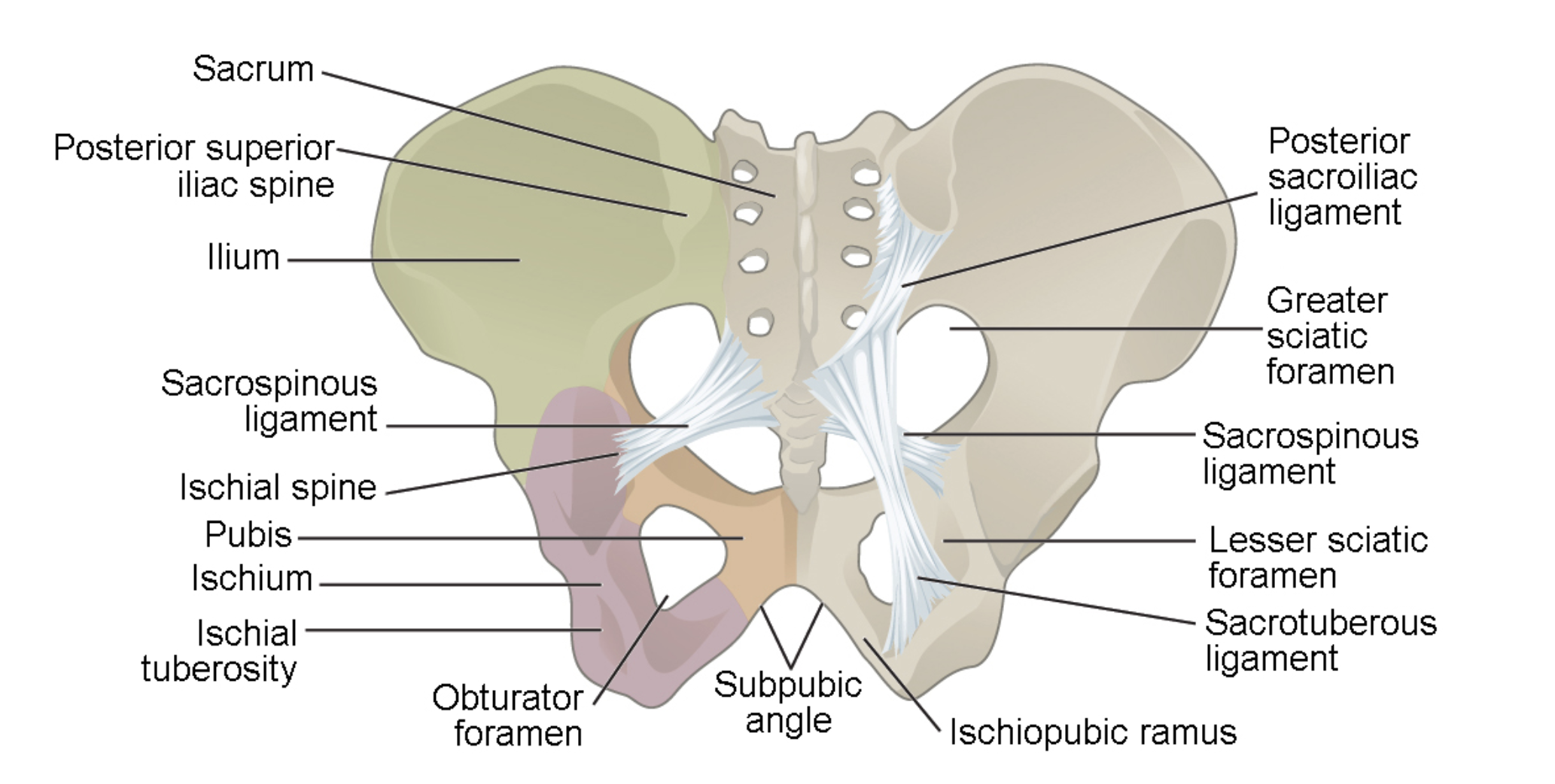 <p>Pelvic Girdle</p><p>Os Coxae </p>