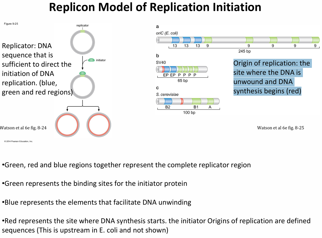 <p><strong>Replicator:</strong> DNA sequence that is sufficient to direct the initiation of DNA replication. (blue, green and red regions)</p><p></p><p><strong>Origin of replication:</strong> The site where the DNA is unwound and DNA synthesis begins (red)</p><p></p><p><strong>Initiator:</strong><span><strong> </strong>Is the protein that recognises and binds the replicator.</span></p>