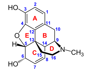 <p>[Structure Activity Relationship of Opoids]</p><p>Acetylation of the hydroxyl group at position 6 in opioids produces which drug?</p><p>a. Morphine</p><p>b. Codeine</p><p>c. Hydrocodone</p><p>d. Heroin</p>