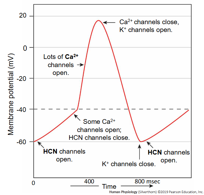 <p>Hyperpolarization- activated cyclic nucleotide gated channels; these channels open when the membrane potential hyperpolarizes to -60 mV</p>