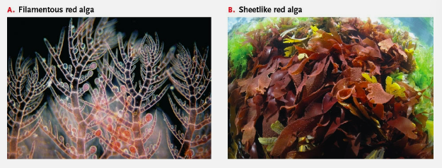 <p>Archaeplastida: <strong>Rhodophyta</strong> (1: characteristics) </p>