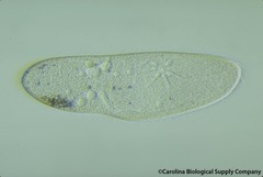 <p>Phylum?</p>