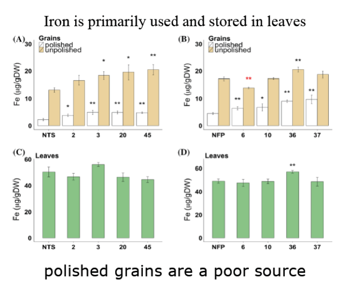 <ul><li><p><em>Polished grains </em>however typically contain quite low quantities of iron.</p><ul><li><p>This is why it is legally mandated that packaged grain foods in the united states are fortified with iron (among other things).</p></li></ul></li></ul><ul><li><p>However, there is a reasonable amount of iron in <em>whole grains</em>.</p></li><li><p>With rice the preference for polished grains, or “white rice” stems in very large part from the storage life it has when compared to whole grain rice.</p><ul><li><p>The bran (bits of the floral organs that make up the seed) and the germ (the embryo) are the locations of seed iron, but they are also the parts that “go bad” (become rancid quickly).</p></li></ul></li><li><p>Genetically modified rice:</p><ul><li><p>Increased <strong>phytase </strong>(gets rid of <strong>phytate</strong>, the thing so good at storing iron that if you eat it it can take iron out of you!)</p></li><li><p>Increased ferritin (the other means of iron storage)</p></li><li><p>Increased Vitamin B</p></li></ul></li></ul><p></p>