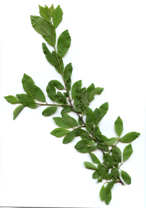 term image