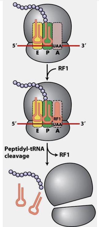 <ul><li><p>Polypeptide chain termination occurs when stop codon enters A site of ribosome</p><ul><li><p>UAA, UAG, UGA</p></li></ul></li><li><p>when stop codon is encountered, a release factors binds to the A site, and the discharged tRNA in the E site departs</p></li><li><p>ribosome-mRNA-tRNA complex disassembles</p></li></ul><p></p>