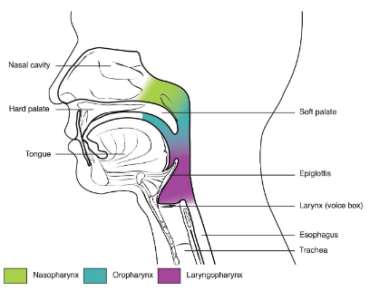 <p>naso: respiratory only</p><p>oro and laryngo: respiratory and digestive</p>