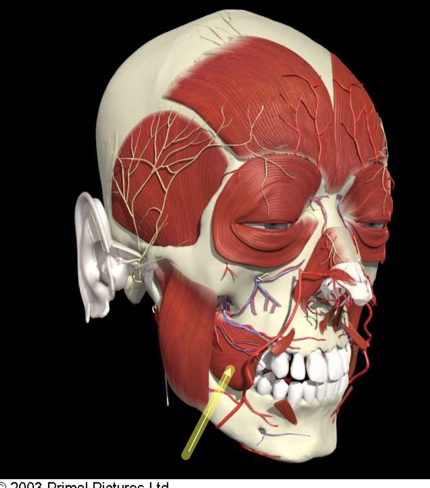 <p>what muscle is the arrow pointing at?</p>