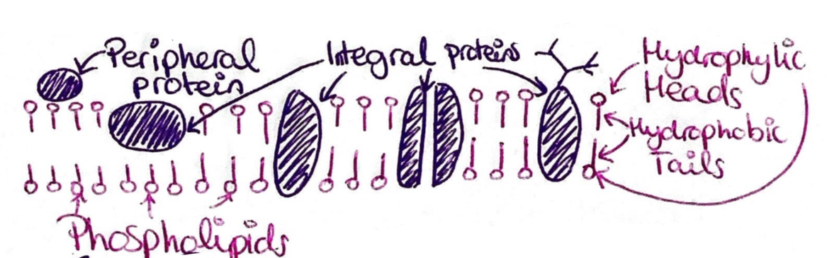 <p>The cell membranes are made up of a phospholipid bilayer and proteins arranged in a fluid mosaic model.</p><ul><li><p>The fluid is moveable phospholipids.</p></li><li><p>The mosaic is proteins placed through like mosaic pieces.</p></li></ul><p></p>